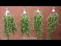 Balcony Hanging Decor Idea Using String of Pillows Plant in Recycled Plastic Bottles