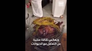 تم_القبض السلطات ⁧‫السعودية‬⁩ تضبط أشخاصا ذبحوا كنغرا لطبخ مندي الكنغرفيديو