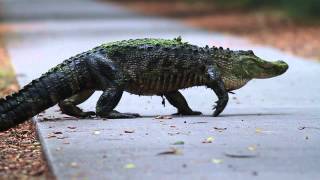 Alligator Leaves The Swamp