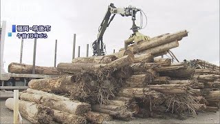 九州豪雨から3カ月　約20万トンの流木を一カ所に(17/10/13)