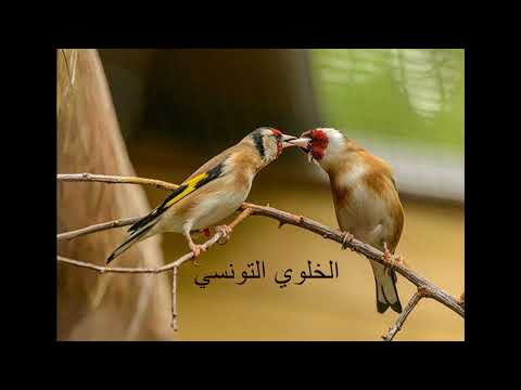 الخلوي الغوابي الاصيل الغوابي الخلوي المميز