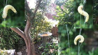 Amazing White Ermine Moths Caterpillars