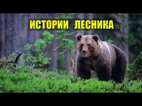 ИСТОРИИ из ЖИЗНИ ЛЕСНИКА НА НОЧЬ СУДЬБА ЖИЗНЬ МЕДВЕДИ ВОЛКИ в ЛЕСУ СЕРИАЛ ВСЕ СЕРИИ