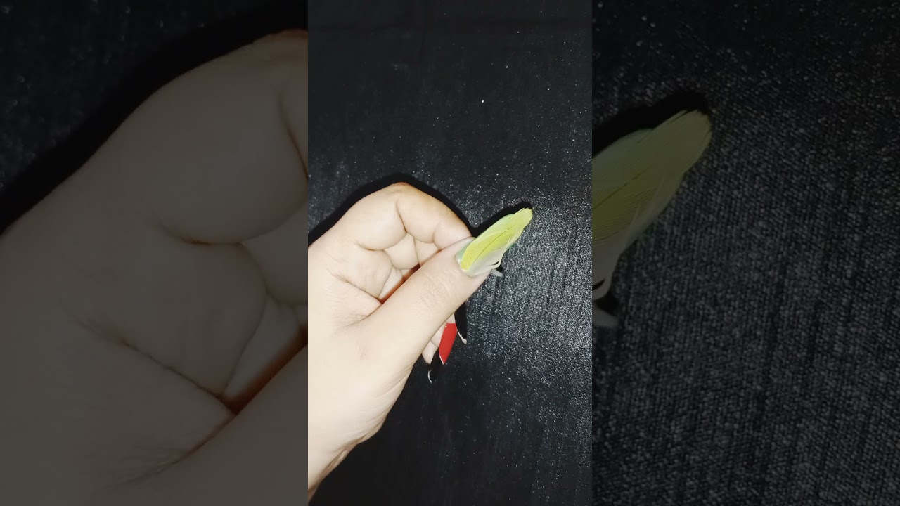 Parrot Feather Nail Art Design With Real Feather😍😍 