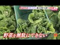 野菜高騰　“お代わり無料”キャベツに注目…静岡県内の畑で白菜“９割廃棄”も