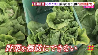 野菜高騰　“お代わり無料”キャベツに注目…静岡県内の畑で白菜“９割廃棄”も