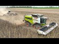 Sonnenblumen ernte 2022 m.rescher claas lexion 2023 geringhoff lohnunternehmen landwirtschaft