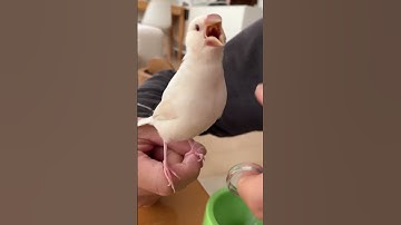 Hand feeding java sparrow