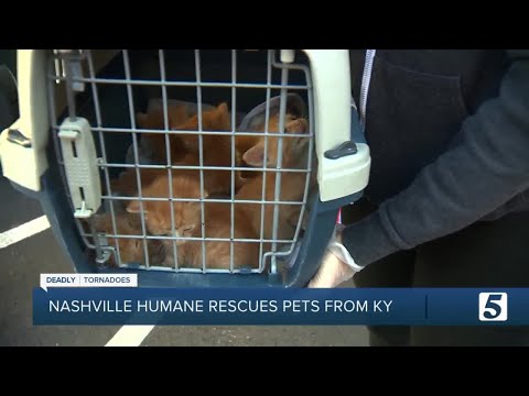 Vídeo: Rescue Rebuild e Nashville Humane Association se unem para ajudar o abrigo vizinho