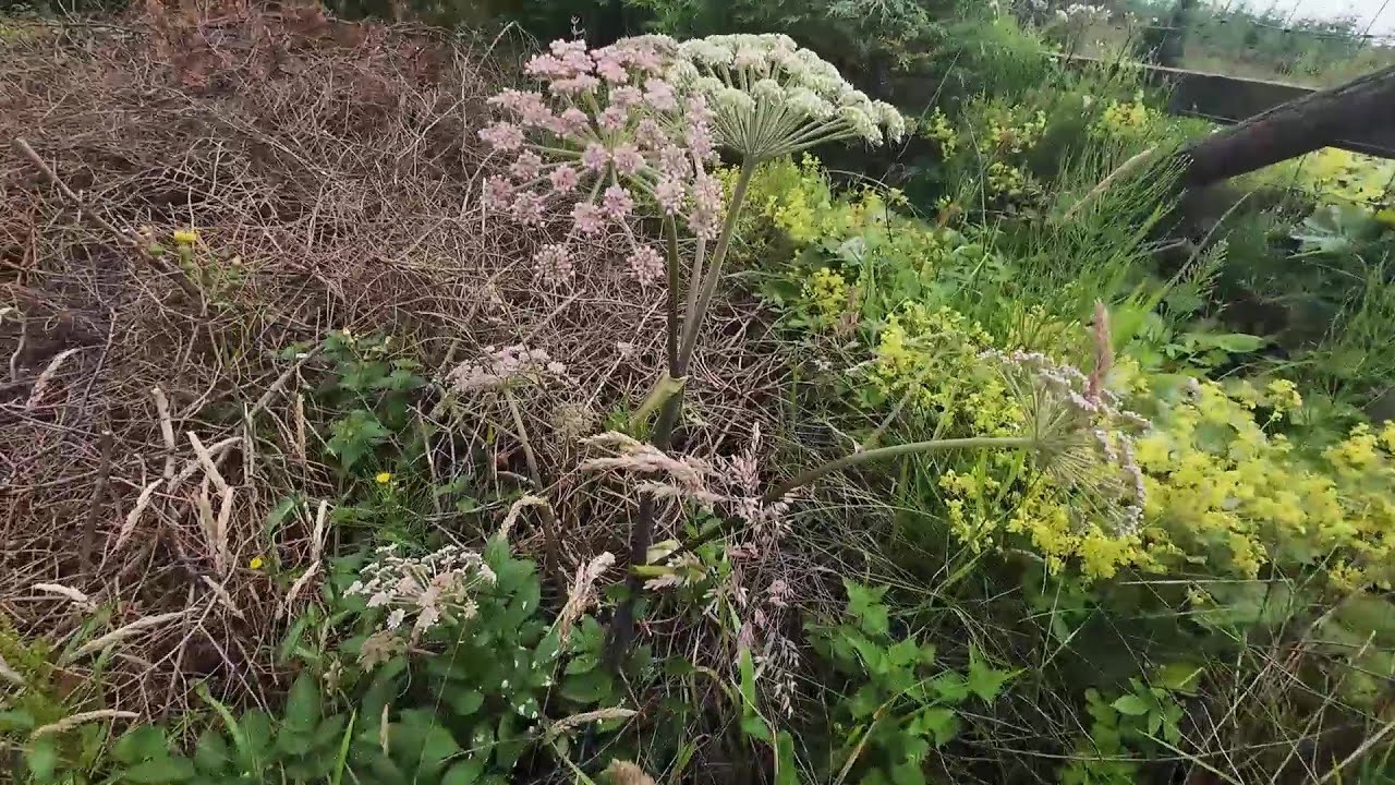 theoldFella s poisonous weed garden. Giant Hogweed ,Balladonna, Acanite. Monkshood,she has them all?