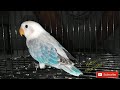 Gambar Burung Lovebird Biola Euwing