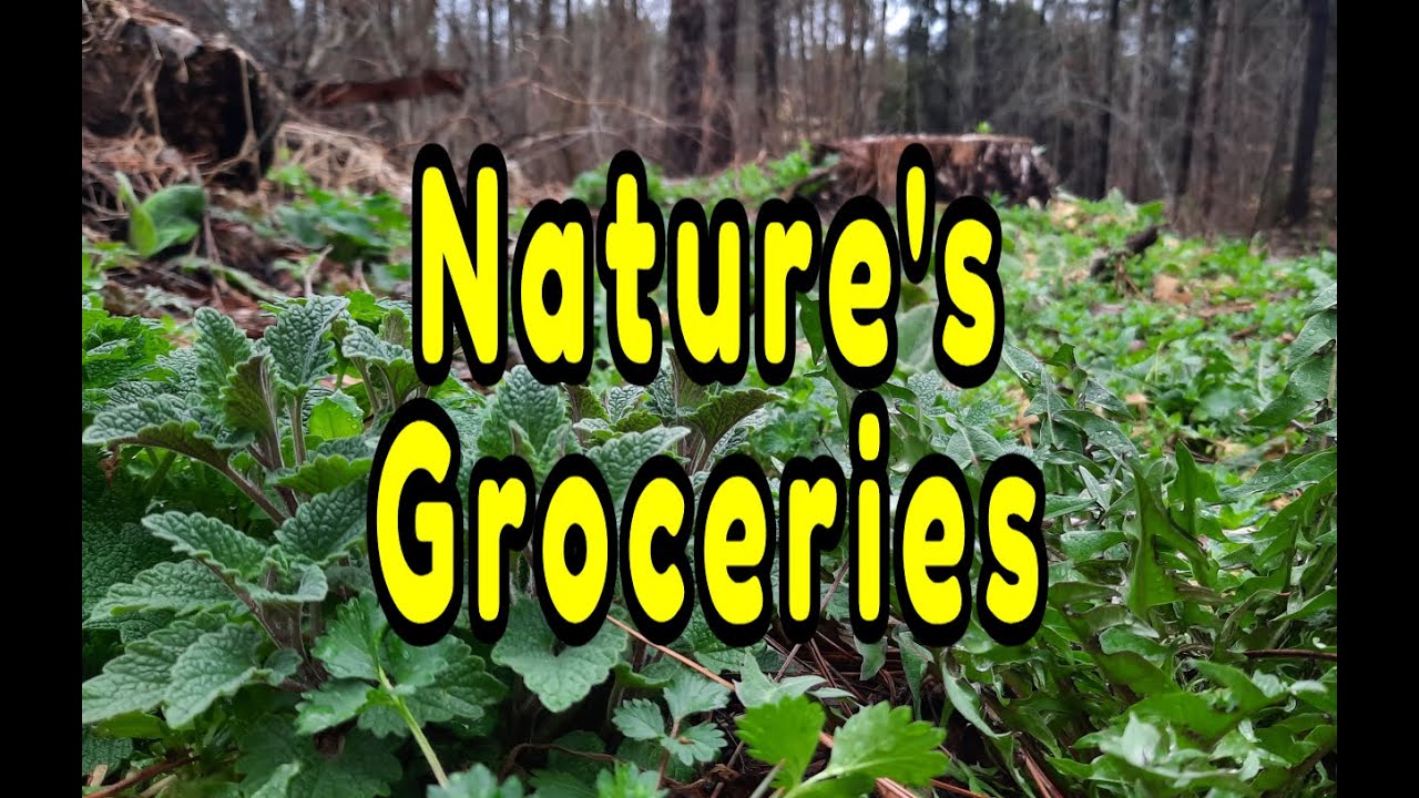 Natures Groceries - 12 Wild Edible Plants in Disturbed Forest Soil
