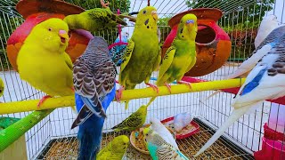 2 Hours of Budgie Best Friends  Mango and Chutney  Singing and Talking Sounds