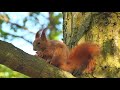 Super cute animal  funny and cute squral wild life animals cute beautiful nature thenature