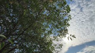 Bird cherry - branches, twigs, leaves & flowers  in the sun - May 2026