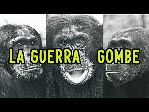 Video: Chimpancés De Sierra Leona Amenazados Por La Desaparición De Un Bosque