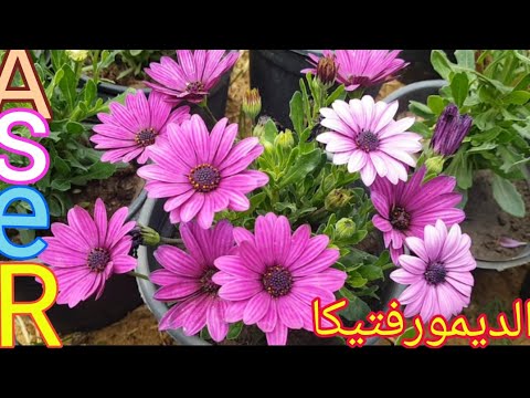 فيديو: معلومات عن نبات Dimorphotheca - تعرف على زراعة نباتات Dimorphotheca