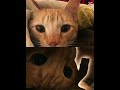 my cat || #cat #miautrend #cute #edit