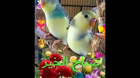 صباح الخير القران الكريم