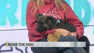 FURRY FRIDAY: Meet Rosie the puppy