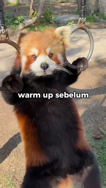 Hewan lucu ini sangat pandai berolahraga #cute #hewanlucu #shorts #olahraga #funnyvideo