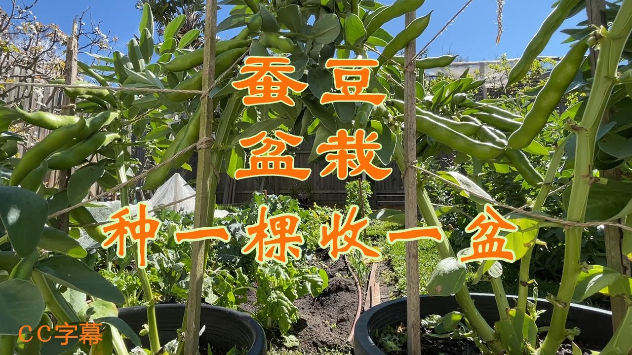 菜园或室内花盆土里有虫 是非常烦人的 怎么杀小黑飞和虫卵 最好在盆栽前给土壤消毒杀虫杀菌简单的几个方法是太阳晒 开水烫 热风枪烤等等 Youtube