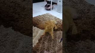 How to make your cat happy. Play with the cat!
