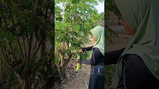 panen gambas atau oyong #shorts #gardening #panen #berkebundirumah