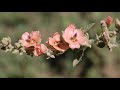 Sphaeralcea bonariensis - flora argentina - Malva blanca - Malvavisco - Malvaisco do sul