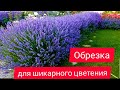 Лаванда. Правильная обрезка для шикарного цветения.