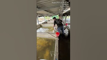 Cá trê vàng rặc giống. 0909770509#traicagiongutme#ca #cagiong #fish#traicagiongdongthap