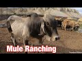 Chasing brahman cows on mules mule ranching vlog 4