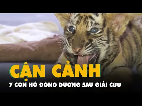 Video 7 hổ Đông Dương con được cứu hộ uống 1,2 triệu đồng... - youtube