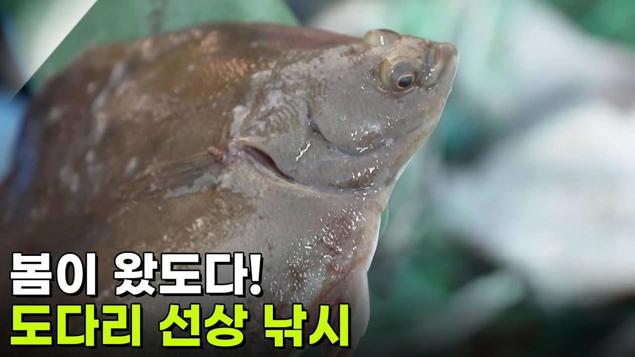 [찐! K-푸드] 봄이 왔도다! 도다리 선상 낚시 [생방송 굿모닝 대한민국] | KBS 260305 방송