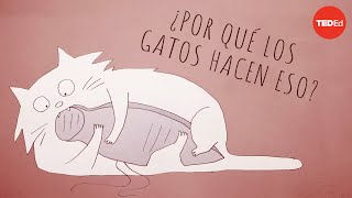 ¿Por qué los gatos actúan de manera tan extraña? - Tony Buffington