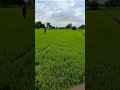nature beauty #shortvideo #viralvideo
