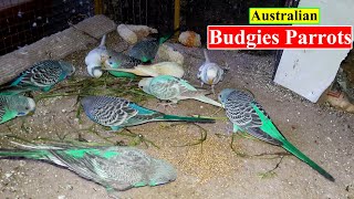 Australian Budgies | Parakeet Budgies Feeding Sound | Birds and Animals Planet