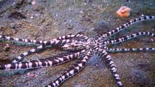 Diving Bali, Indonesia: Mimic octopus on the hunt (muck diving)