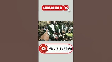Hasil Berburu Burung Pergam Jumbo Dapat 10 Ekor