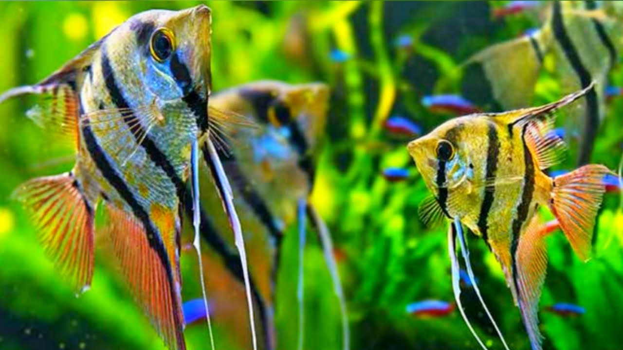 10 jenis ikan manfish dan harganya 2022.