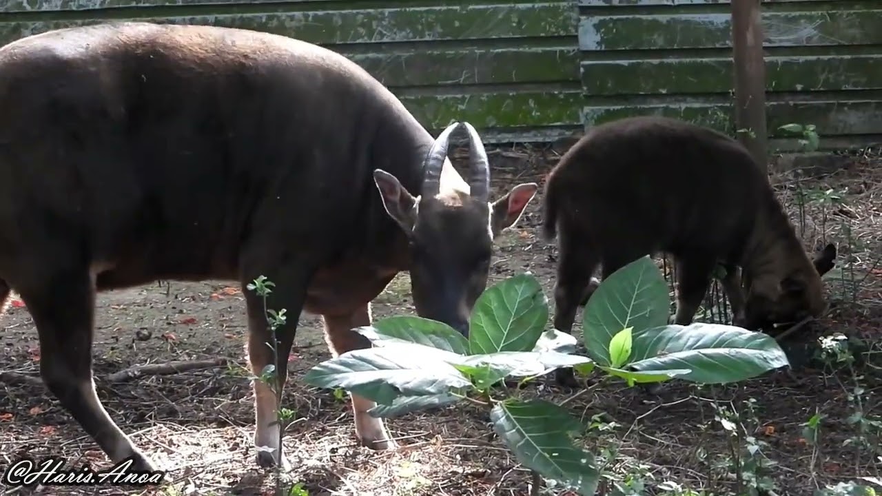 induk dan anak anoa | lowland anoa (Bubalus depressicornis)