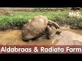 Liebesinsel Mauritius | Aldabra & Radiata Farm auf Mauritius | Reptil TV