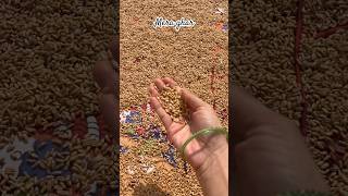 Summer holiday special #ytshorts #food #home #gehu #gaon