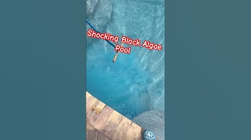 Shocking Black Algae Pool🦠🧪 #onlypools #pool #blackalgae #algae #shocking #poolcleaning