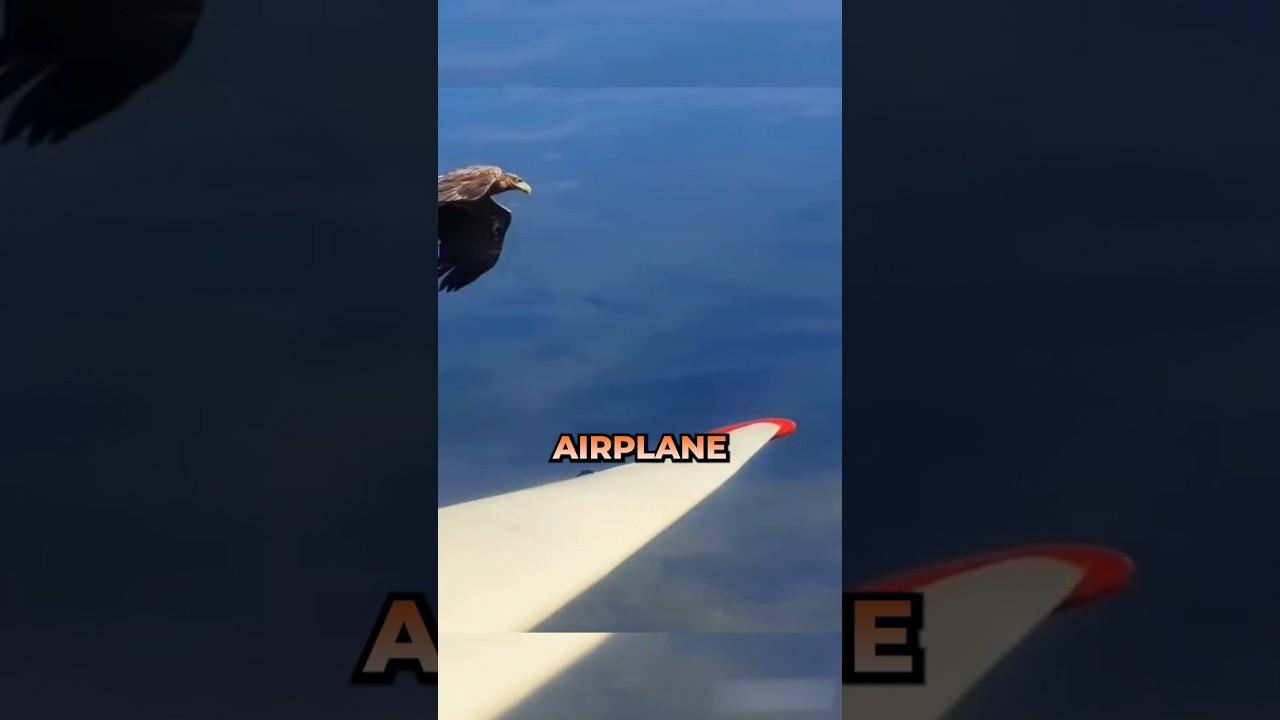 How do Birds Breathe at Airplane Heights ?🦅 