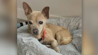 Second Chance Pets: Heidi