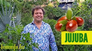 Miért Szeretjük A Ziziphus Jujuba-T, A Kínai Datolyát?