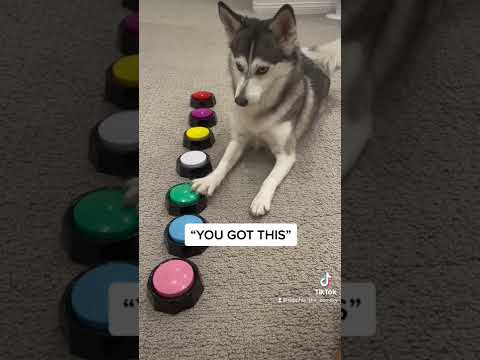Video: Pelaa kyyhkynäytelmää ja näe, miten yhdistät koiran kanssa