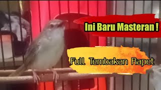 GACOR CIBLEK GUNUNG NGEBREN RAPET | untuk masteran