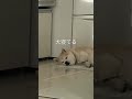 #芝犬